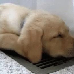 Labrador Retriever Puppies from Angelita Crawford