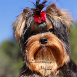 Adriano - Blue and gold male Yorkshire Terrier puppy in Placerville, California from Diamond Springs Boutique