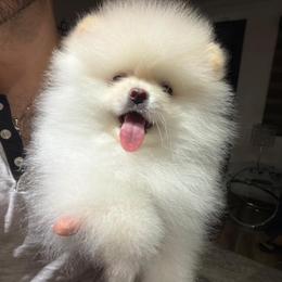 Louis - White male Pomeranian puppy in Grand Prairie, Texas from D’ Pomlovers