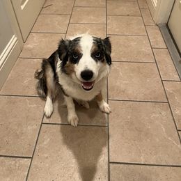 Millie - Miniature Australian Shepherd