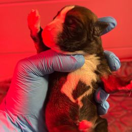 Kindle - Fawn female Boxer puppy in Oak Lawn, Illinois from Chicago Boxers & Yorkies