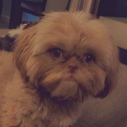 Shih Tzu Puppies from Casa de Santiago