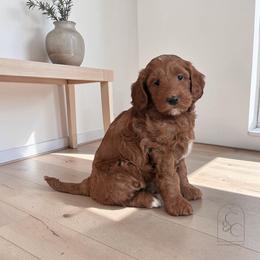 Poppy - Red  female Goldendoodle puppy in Madisonville, Kentucky from Carlie and Co. Goldendoodles