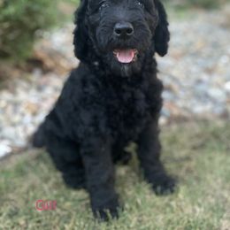 Labradoodle Puppies from Hamilton Labradoodles