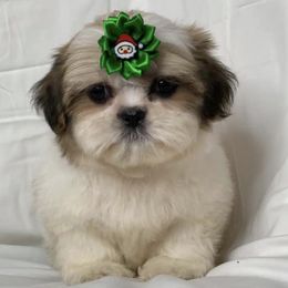 Poodles, Shih Tzus, and Yorkshire Terriers from Smoochie Pooch Puppies