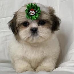 Poodles, Shih Tzus, and Yorkshire Terriers from Smoochie Pooch Puppies