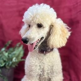 Bolt - Poodle