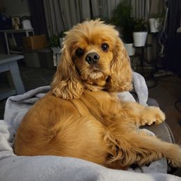 Lena - Cocker Spaniel