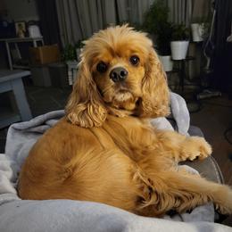 Lena - Cocker Spaniel