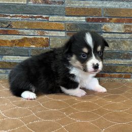 Boy 2 - Black and tan male Pembroke Welsh Corgi puppy in Visalia, California from VIP Stables