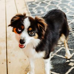 Rosie - Toy Australian Shepherd