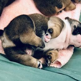 Bulldog Puppies from Millennium Farms