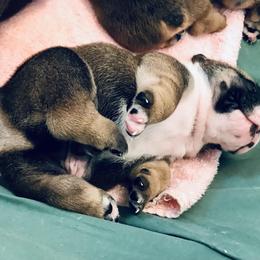 Bulldog Puppies from Millennium Farms