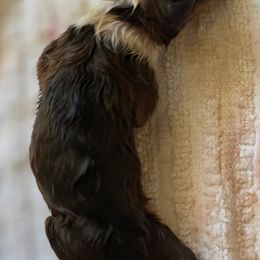 Crimson - Sable and white male Shetland Sheepdog puppy in Seminole, Oklahoma from Symphony Shelties