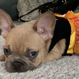 French Bulldogs from Holland French Bulldogs