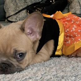 French Bulldogs from Holland French Bulldogs