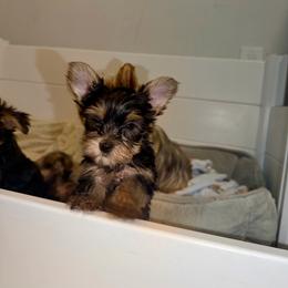 Zuko - Blue and gold male Yorkshire Terrier puppy in Fort Myers, Florida from Katherine’s Yorkies and Poodles