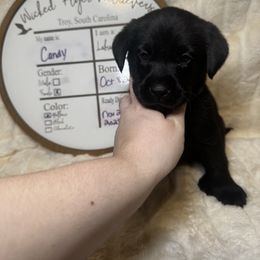 Candy - Black female Labrador Retriever puppy in Troy, South Carolina from Wicked Flyer Retrievers