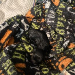 Puppy 3 - Black male Chihuahua puppy in Folsom, Louisiana from Garrett’s Chihuahuas and Poodles