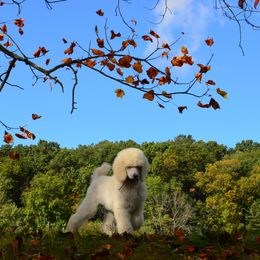 Poodle Puppies from D and D Standard Poodles