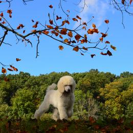 Poodle Puppies from D and D Standard Poodles