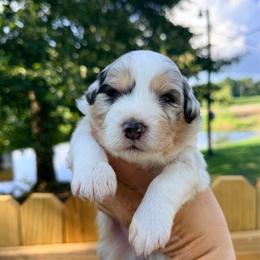 Blue Merle girl 1 - Blue merle female Australian Shepherd puppy in Ashland, Ohio from SS Australian Shepherds