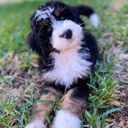 Bernedoodles and Goldendoodles from Point Breeze Doodles, LLC