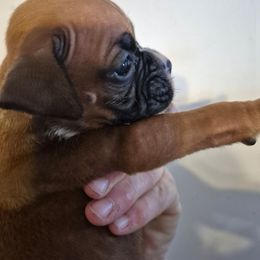 Sally - Fawn female Boxer puppy in Pine River, Wisconsin from Jenks Boxers