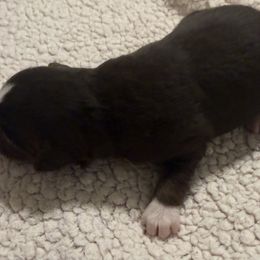 Hershey - Red tri female Toy Australian Shepherd puppy in Caddo Mills, Texas from R & W Aussies