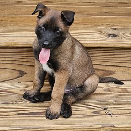 Belgian Malinois Puppies from Love Belgian Malinois
