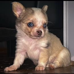 Rosie - Merle female Chihuahua puppy in New Castle, Delaware from Sasha’s Elite Kennel LLC