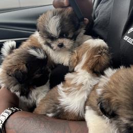 Shih Tzus from A&M SHIH TZUS