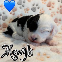 Mowgli - Black and white male Sheepadoodle puppy in Saint Cloud, Florida from Rising Star Kennels