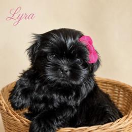 Lyra - Black female Shih Tzu puppy in Abilene, Texas from L&L Euro Boxers and Small Town Shih Tzus