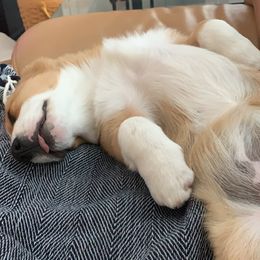 Cardigan Welsh Corgi Puppies from Penfro Corgis
