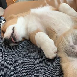 Cardigan Welsh Corgi Puppies from Penfro Corgis