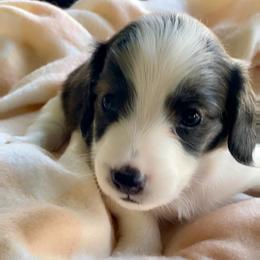 Luca - Brindle male Dachshund puppy in Petersburg, Virginia from Wiggle Waddle Dachshunds