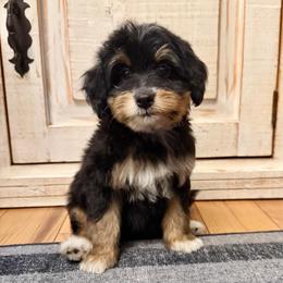 Tricolor Female 2 - Tri-color female Bernedoodle puppy in Brooksville, Florida from Kruger Doodles