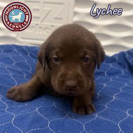Lychee - Chocolate female Labrador Retriever puppy in Elloree, South Carolina from Moonlight Kennels LLC
