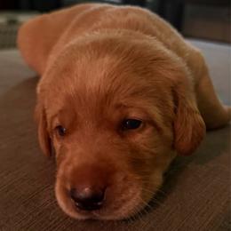 Mulberry - Yellow male Labrador Retriever puppy in North Chesterfield, Virginia from Lake Crystal Farms Labradors