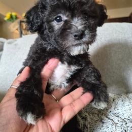 Halo - Black & white female Maltipoo puppy in Richmond, Texas from Kirksey Texas Elite Maltidoodles