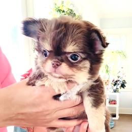 Lavender Rose 11500 ( show quality ) - Chocolate and tan female Chihuahua puppy in Santa Rosa Beach, Florida from Eva's Chihuahua