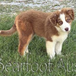 Boy 1 - Red tri-color male Australian Shepherd puppy in Lowell, Indiana from Bearfoot Aussies and Tollers