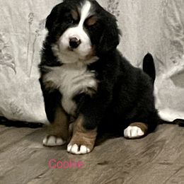 Bernese Mountain Dog Puppies from Willow Tree Berners