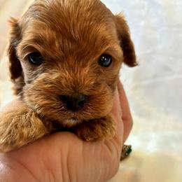 Phili - Red male Cavapoo puppy in Adrian, Oregon from ApplebyFarm