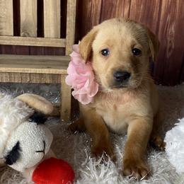 Prim - Yellow female Labrador Retriever puppy in Newmanstown, Pennsylvania from Royalty Retrievers