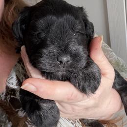 Carter (solid black) - Black male Miniature Schnauzer puppy in Tacoma, Washington from AKC Nordwest Schnauzers