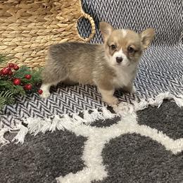 Cooper - Red male Pembroke Welsh Corgi puppy in Narvon, Pennsylvania from Corgi Companions (license number 18998)