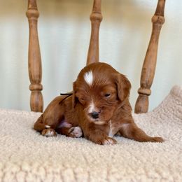 Lance - Red male Cavapoo puppy in Chipley, Florida from Coastal Cavapoos