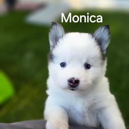 Monica - White female Pomsky puppy in Fredericksburg, Virginia from Purely Pomskies
